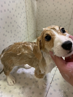 赤峰寵物店驅(qū)蟲電話號碼查詢-第1張圖片