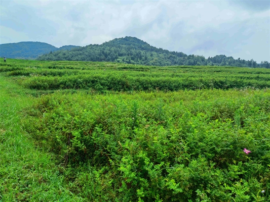 赤峰紅瓤打瓜種植基地電話號(hào)碼-第1張圖片