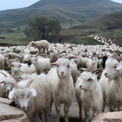 赤峰羊場花店電話多少號碼-第1張圖片