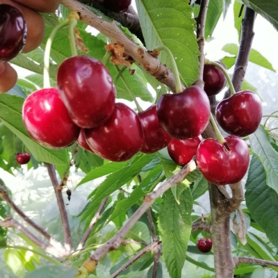 赤峰授粉藥生產(chǎn)商電話號碼-第1張圖片