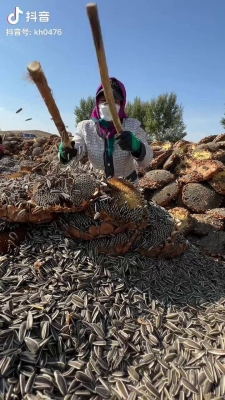 赤峰油葵籽購銷電話號碼查詢-第1張圖片