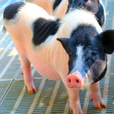 赤峰花色羊駝供應商電話號碼-第1張圖片