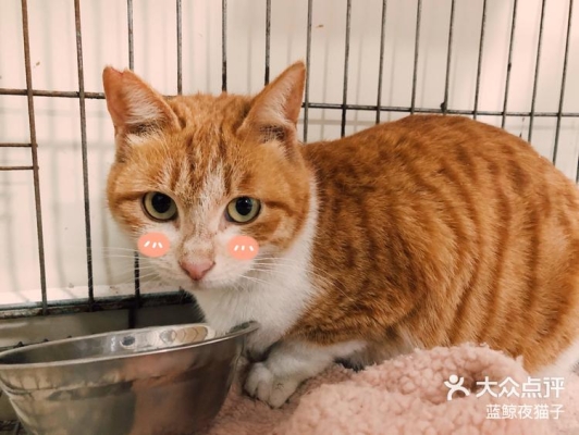 赤峰送水貓電話地址是多少號-第1張圖片