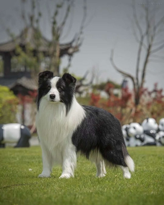 赤峰血統(tǒng)邊牧養(yǎng)殖基地電話號碼-第1張圖片