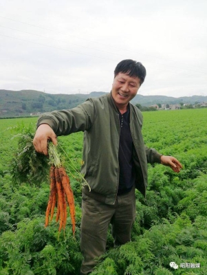 赤峰山胡蘿卜種植基地電話號碼-第1張圖片