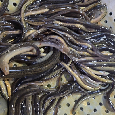 赤峰小河魚批發(fā)市場電話號(hào)碼-第1張圖片