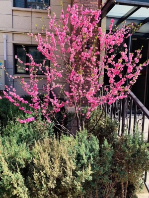 赤峰尚品佳苑業(yè)主群電話號碼-第1張圖片