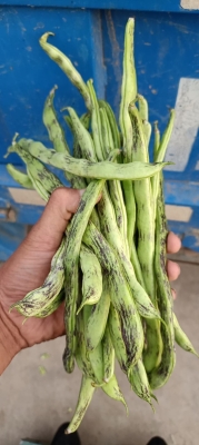 赤峰超大豆角種植基地電話號碼-第1張圖片