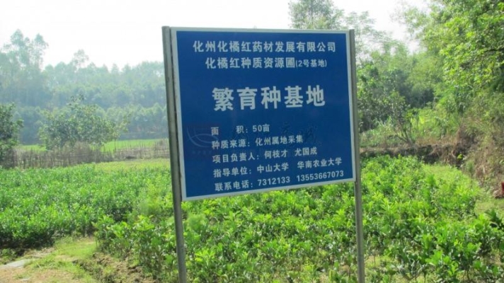 赤峰黃芪幼苗種植基地電話號碼-第1張圖片