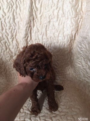 赤峰附近泰迪繁殖基地電話號碼-第1張圖片