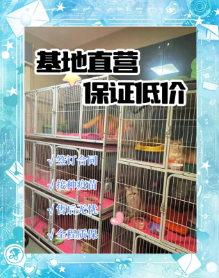 赤峰寵物杜賓出售電話號碼查詢-第1張圖片