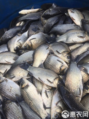 赤峰鯽魚養(yǎng)殖基地電話多少號-第1張圖片