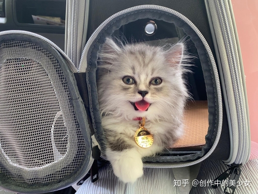 赤峰金吉拉專賣店電話號碼-第1張圖片