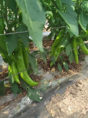 赤峰碗托批發(fā)市場電話號碼-第1張圖片