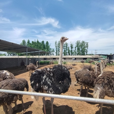 赤峰駝鳥養(yǎng)殖場(chǎng)電話號(hào)碼查詢-第1張圖片