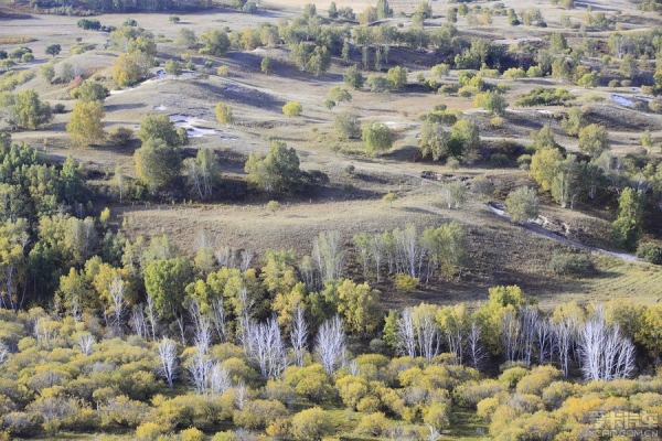 赤峰榆木桿子廠家電話地址查詢-第1張圖片