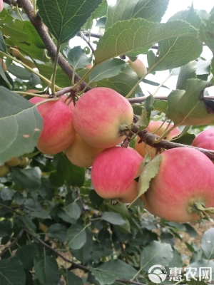 赤峰海棠果干批發(fā)電話號(hào)碼查詢-第1張圖片