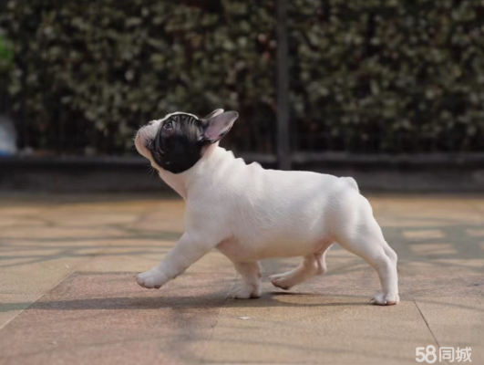 赤峰拉布拉多回收電話地址查詢-第1張圖片