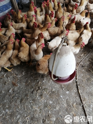 赤峰市淘汰雞賣家電話號(hào)碼-第1張圖片