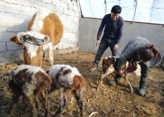 赤峰市養(yǎng)牛電話號(hào)碼多少號(hào)-第1張圖片