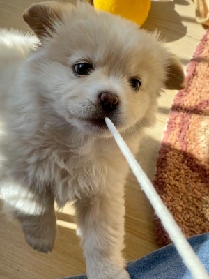 赤峰賣小狗崽電話號碼查詢地址-第1張圖片