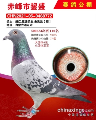 赤峰信鴿拍賣網(wǎng)站電話號(hào)碼查詢-第1張圖片