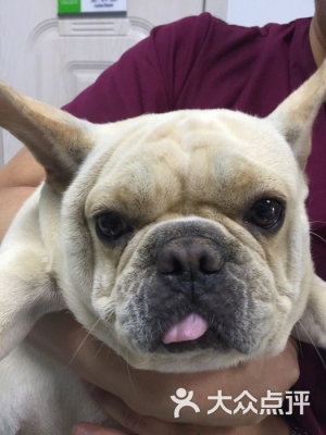 呼市赤峰寵物醫(yī)院地址電話號(hào)碼-第1張圖片