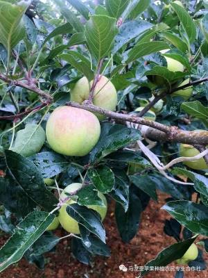 赤峰蘋果合作社電話號碼查詢-第1張圖片