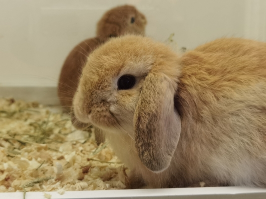 赤峰市兔子寵物店電話號碼-第1張圖片