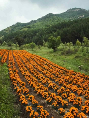 赤峰天虹花卉滑雪場電話號碼-第1張圖片
