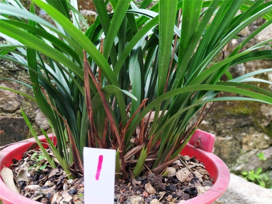 赤峰養(yǎng)蘭基地地址電話是多少號-第1張圖片