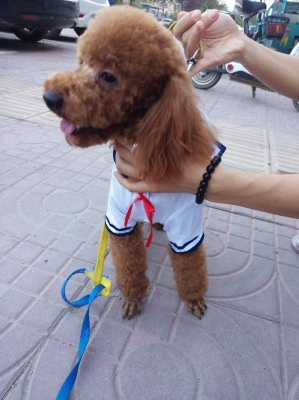 赤峰寵物寵物店電話多少號-第1張圖片