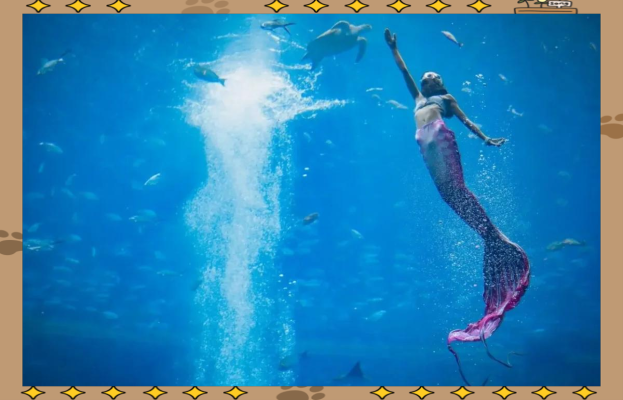 赤峰水族館訂票電話是多少號-第1張圖片