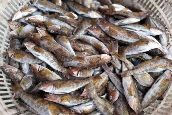 赤峰賣皮皮蝦的地方電話號(hào)碼-第1張圖片