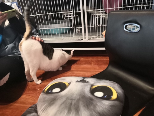 赤峰市逗貓館地址電話號碼-第1張圖片