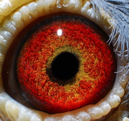 赤峰天奇鴿舍電話號碼查詢-第1張圖片