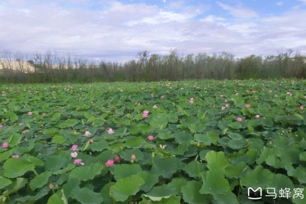 赤峰喀喇沁荷花酒店電話號碼-第1張圖片