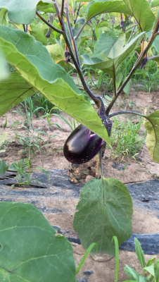 赤峰圓茄子批發(fā)電話號碼查詢-第1張圖片