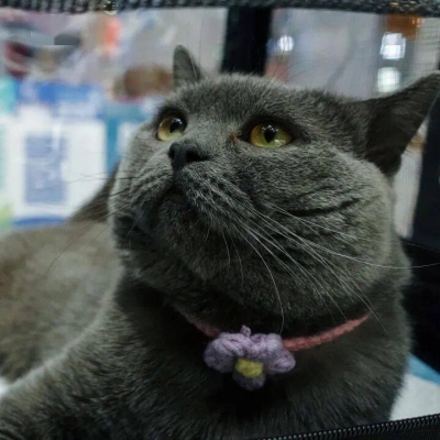 赤峰領(lǐng)養(yǎng)貓最新政策電話號(hào)碼-第1張圖片