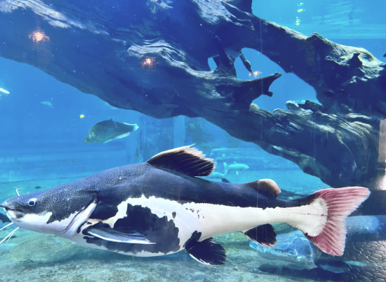 赤峰海辰海洋游樂(lè)園電話號(hào)碼-第1張圖片