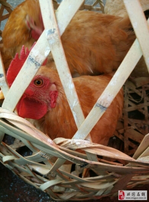 赤峰吊爐燒餅代購電話號碼查詢-第1張圖片