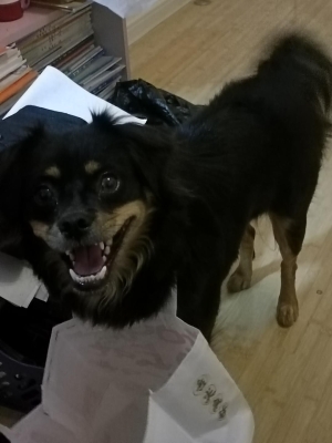 赤峰寵物店散裝狗糧電話號(hào)碼-第1張圖片