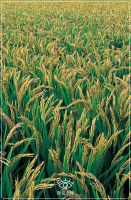 赤峰綠色甲醇廠家電話是多少號(hào)-第1張圖片