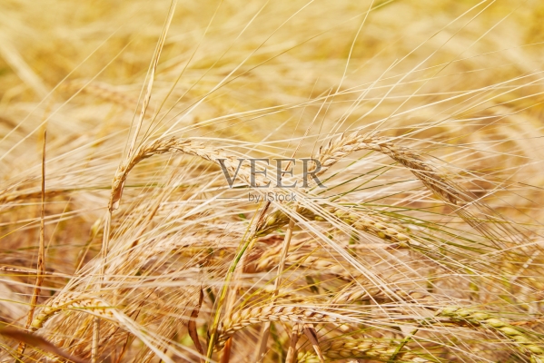 赤峰大麥購(gòu)買(mǎi)電話號(hào)碼是多少號(hào)-第1張圖片