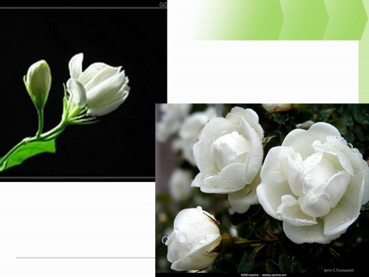 赤峰茉莉花采購網(wǎng)電話號碼-第1張圖片