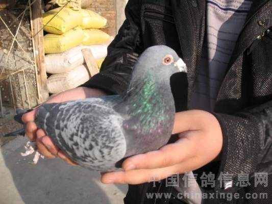 赤峰市賣鴿子的地方電話號(hào)碼-第1張圖片