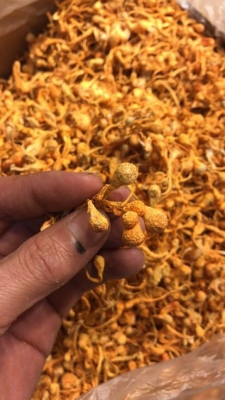 赤峰市菌菇種植公司電話號碼-第1張圖片