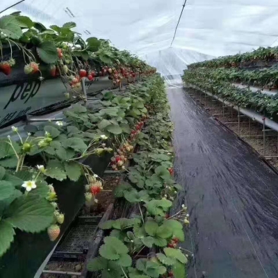 赤峰品牌防草布廠家電話號碼-第1張圖片