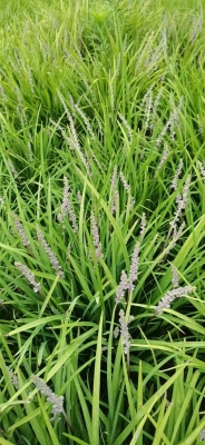 赤峰丹麥草種植基地電話號碼-第1張圖片