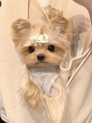 赤峰耐思寵物店電話地址查詢-第1張圖片